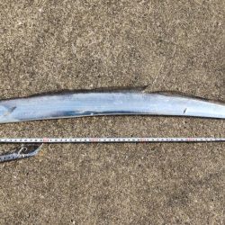 あたり渋い中、、、