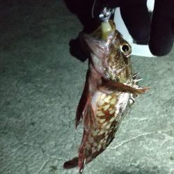 アジはいなかった。。