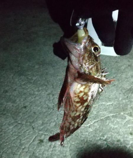 アジはいなかった。。