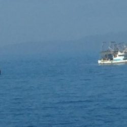 なんとかハマチ