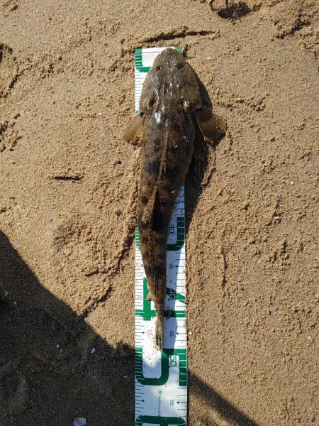 アタリが減ってきたかな