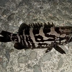 アジの釣果が出てたので行って見たのですが...