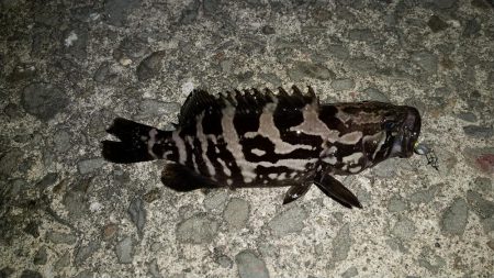 アジの釣果が出てたので行って見たのですが...