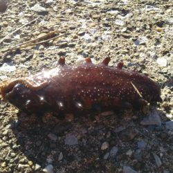 八景島でのんびり小物五目釣り!