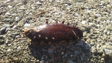 八景島でのんびり小物五目釣り!