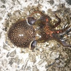 メバル後ヒイカ