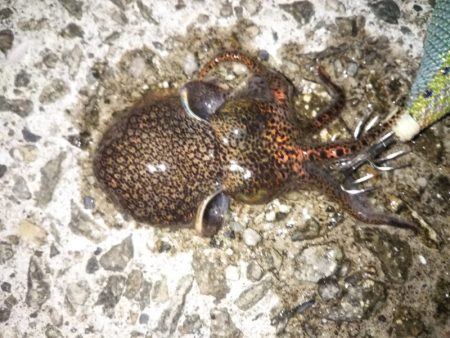 メバル後ヒイカ