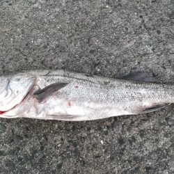 スズキゲット！！