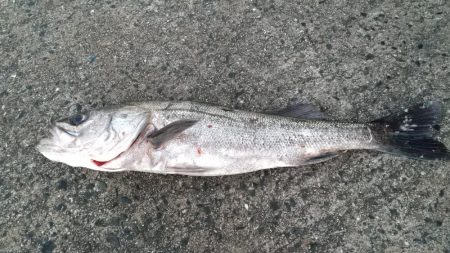 スズキゲット！！