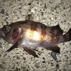 サビキでメバル釣り