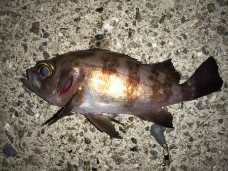 サビキでメバル釣り