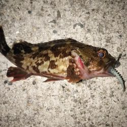 寒波の合間を縫って