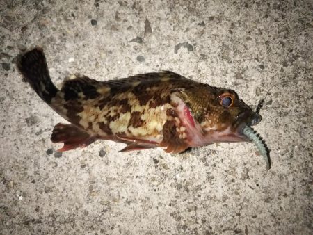 寒波の合間を縫って