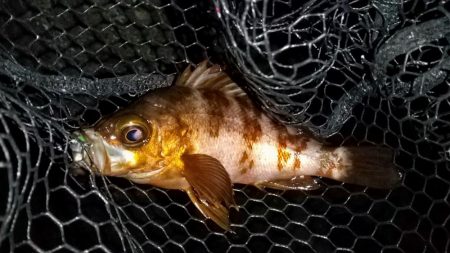 上げ始めのボトムで