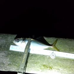 アジ釣り ガシラ釣り