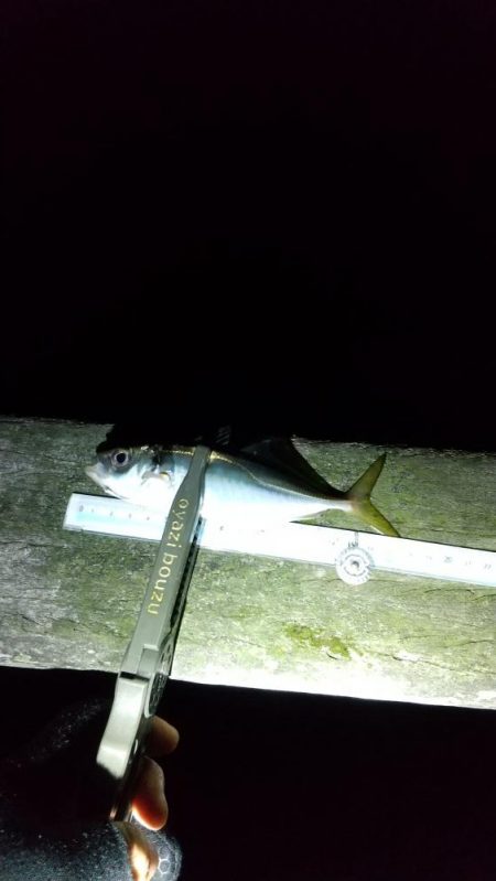 アジ釣り ガシラ釣り