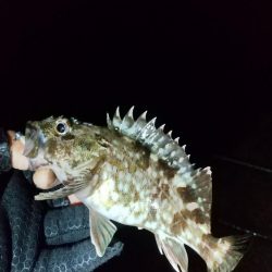 アジ釣り タチウオ釣り