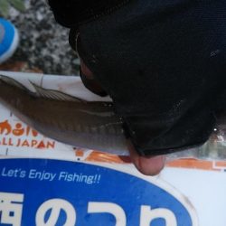 良型キスが釣れました