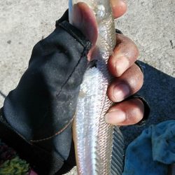 江井ヶ島で良型キスが釣れました