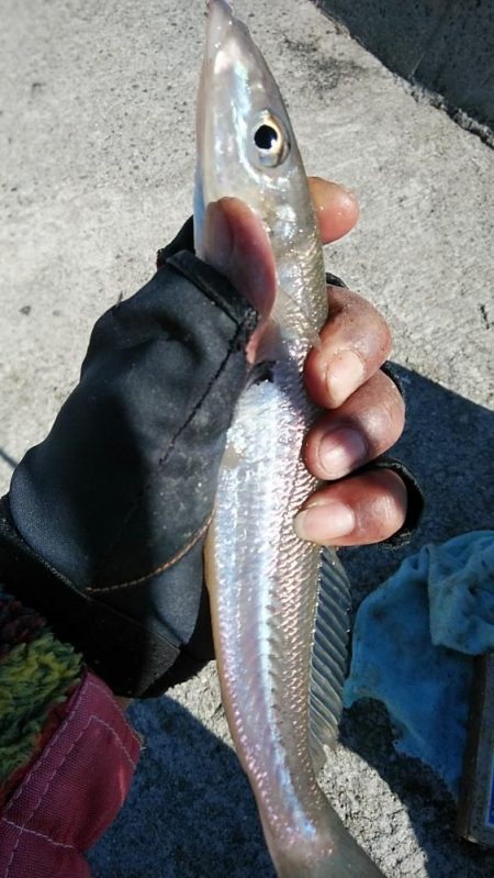 江井ヶ島で良型キスが釣れました