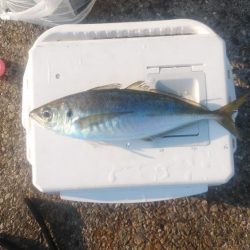 この冬初の尺超え