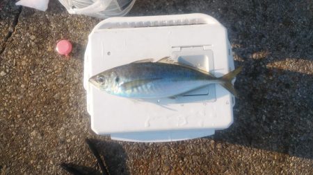 この冬初の尺超え