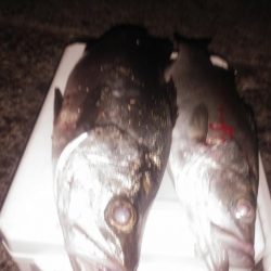 夕マヅメ狙いでのヒラスズキ