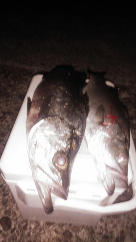 夕マヅメ狙いでのヒラスズキ