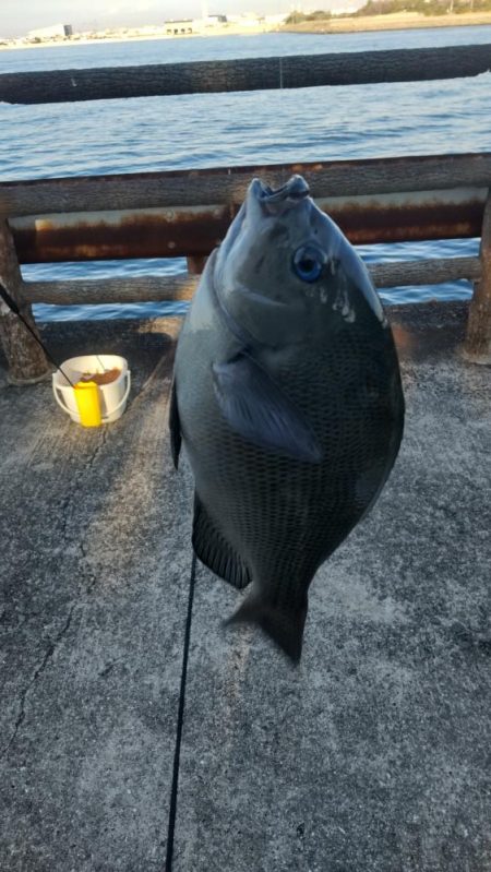 ようやく！！！グレ釣れる