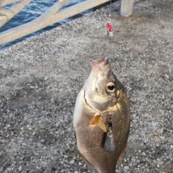 ちび五目釣り達成‼️