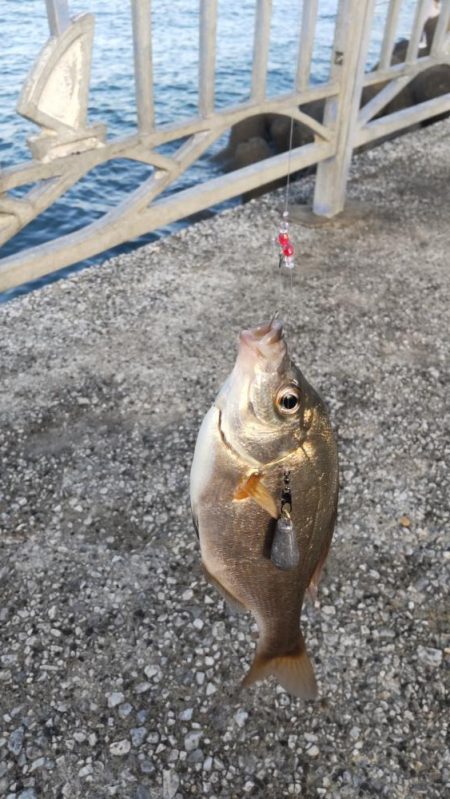 ちび五目釣り達成‼️