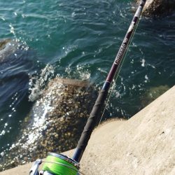 喰わないナブラ