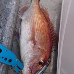 ジギング船内竿頭ゲット