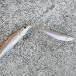 朝の時合いを狙いました