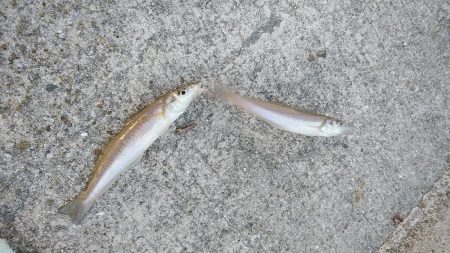 朝の時合いを狙いました