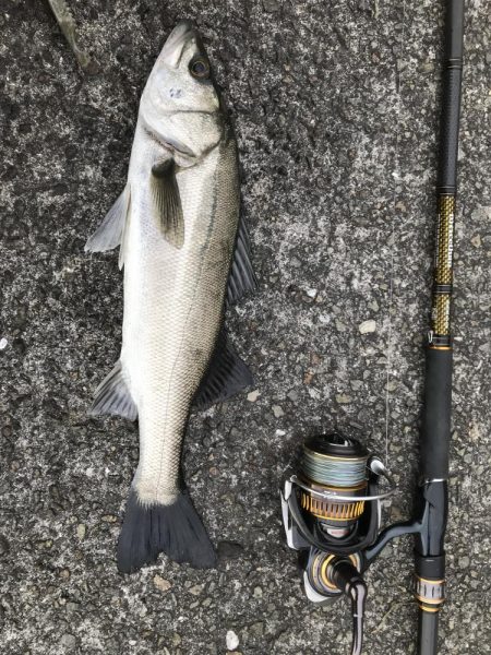 マイクロパターン