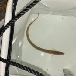 名古屋港でアナゴ釣り