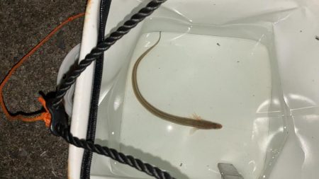 名古屋港でアナゴ釣り