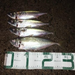 サバが沸いてる