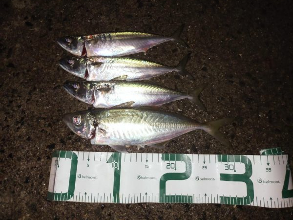 サバが沸いてる