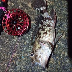 2021/11/30 南港ヘチ釣り（根魚狙い）