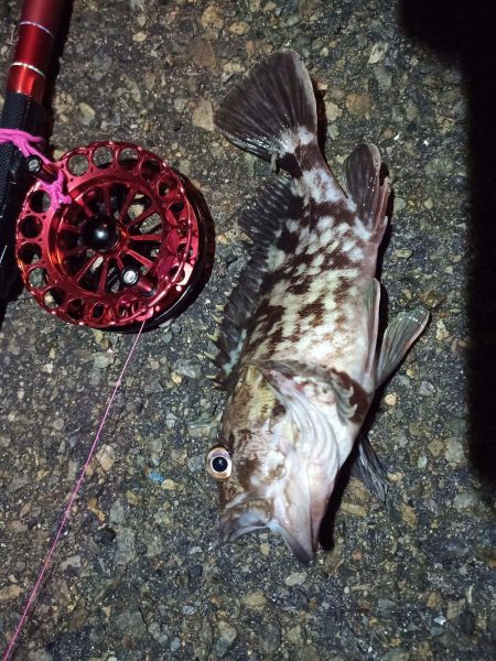 2021/11/30 南港ヘチ釣り（根魚狙い）