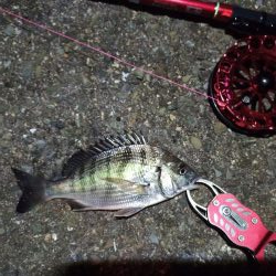 2021/12/3 南港ヘチ釣り