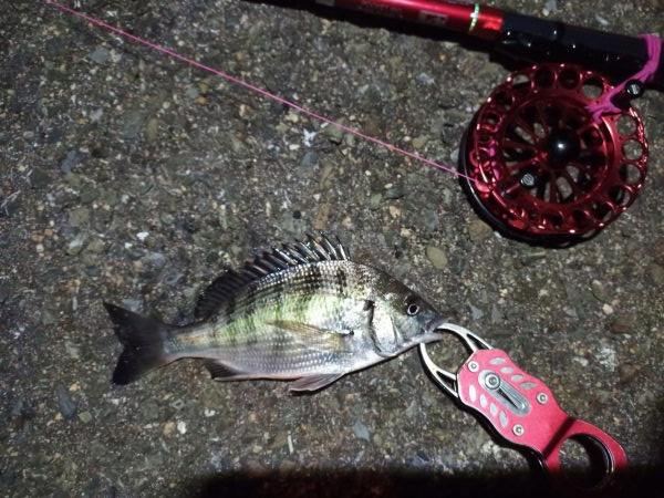 2021/12/3 南港ヘチ釣り