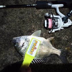 2021/12/4 南港アジング釣行~中アジ、小アジ、サバ好釣果