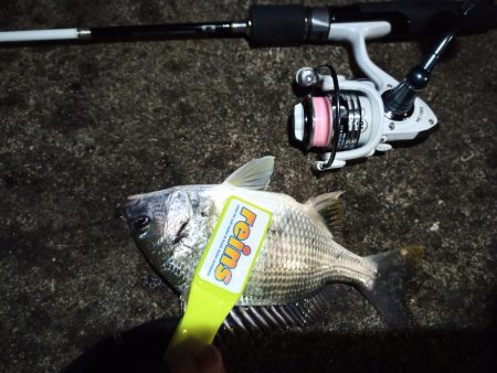 2021/12/4 南港アジング釣行~中アジ、小アジ、サバ好釣果