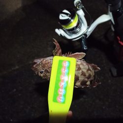 2021/12/6 南港アジング釣行～降雨前アジング