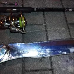 タチウオ1 ガシラ6