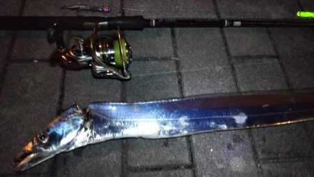 タチウオ1 ガシラ6