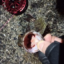 2021/12/10 南港ヘチ釣り~根魚狙い